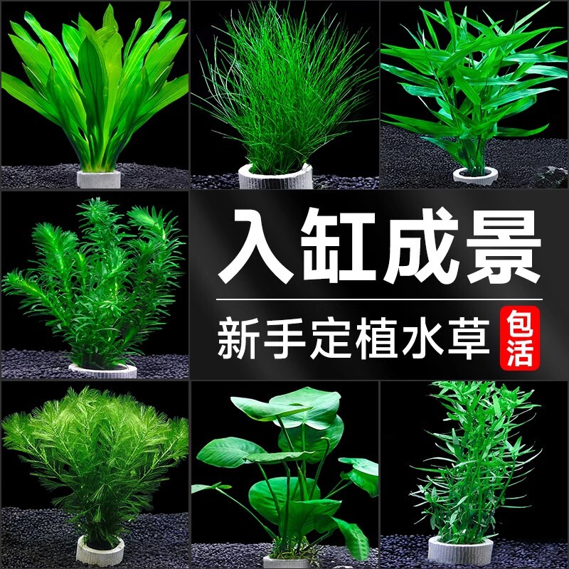 Crazy Aquatic Plants for Aquarium Landscaping, Shade-Loving Green Plants, Water Hyacinth, Centipede Grass, Water Purification Hydroponic Plants