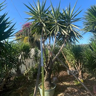 �������m�F�辰���� ���ϾG�����F�䘶�� �㽭�F�����l