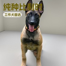 定制比利时马犬牧羊犬中型防爆犬护卫犬工作犬宠物活体狗狗伴侣犬
