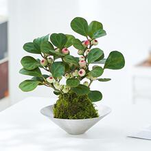 С����������ˮ��ֲ��̦�\���҃�ֲ������U���辰�k���Һ��B�Gֲ