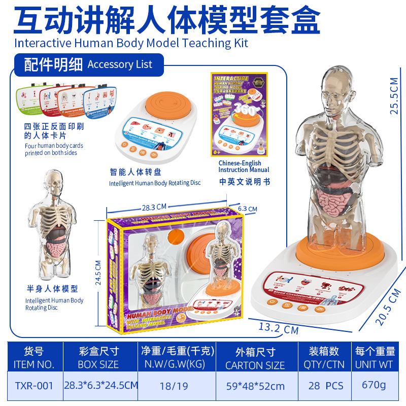 Modelo del cuerpo humano, juguetes educativos STEM para niños, modelo de anatomía humana desmontable, reconocimiento de órganos, fabricante, venta al por mayor image 8