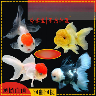 ���\���^���~ �^�p�~ �t�{���^���{���~��피t��ˮ�~��ˮ���üӜ�