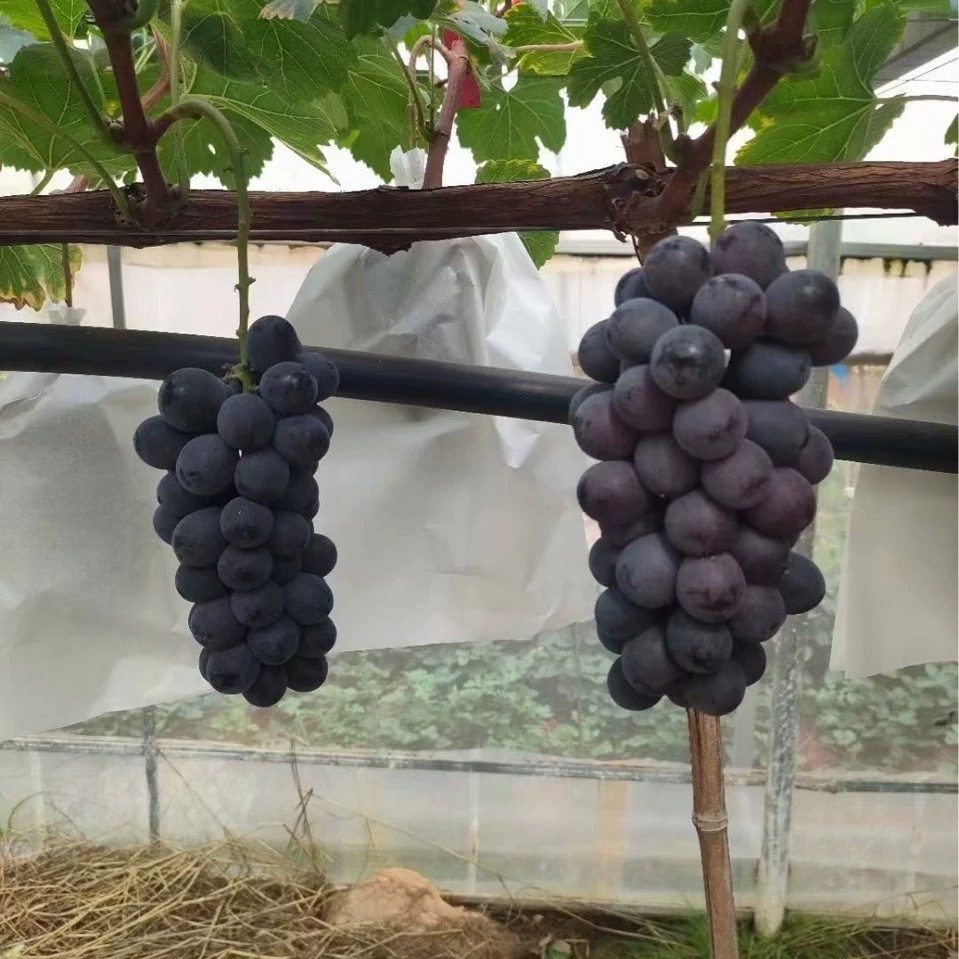 Позднего созревания природных бессемянных Нагано фиолетовый винограда рассады