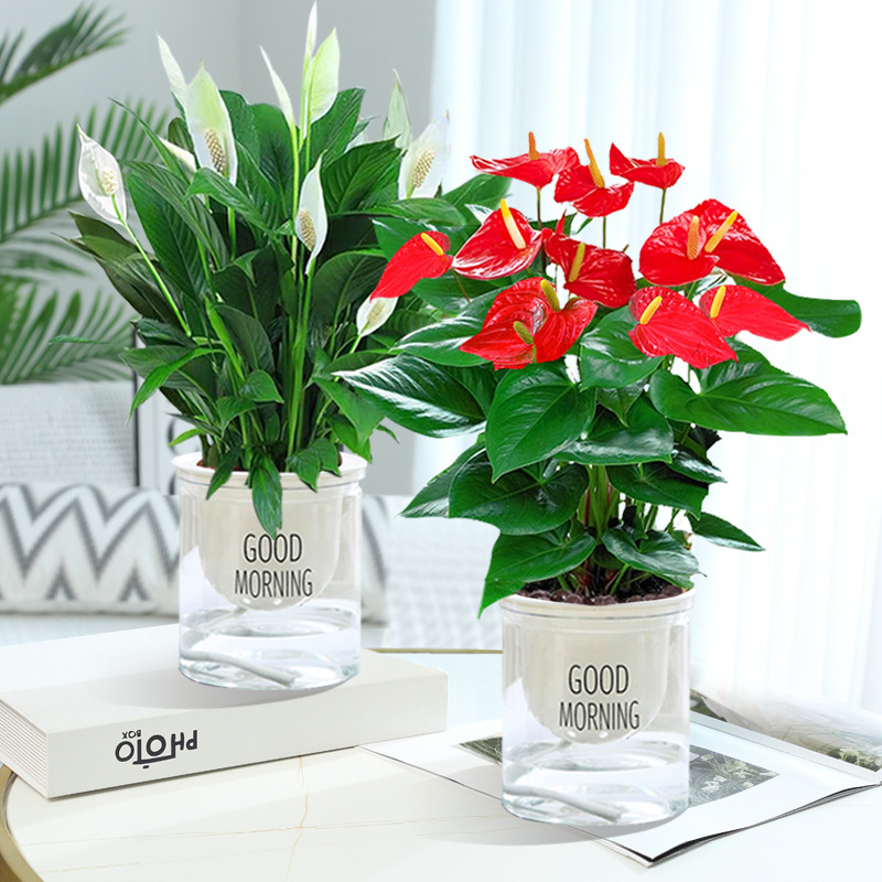 특급 안스리움 5송이 + 특급 안스리움 5송이 + 굿모닝 화분 2개 + 영양액