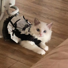 宠物女仆装猫猫狗狗猫咪公主装可爱猫衣服猫咪狗狗公主裙罗莉塔