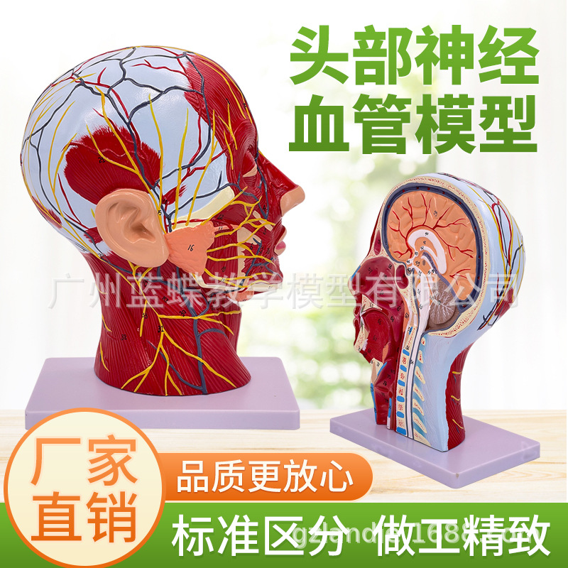 ͷ��ǳ�� �� Ѫ�ֲܷ�ģ�� ����ͷ������ ͷ­���ʹ���Ѫ��ģ��