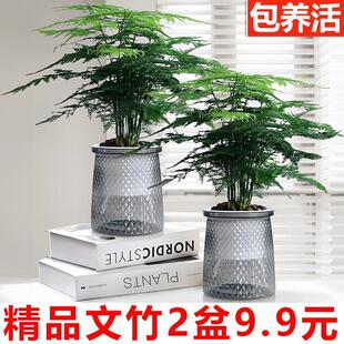 Asparagus Potted Plants, Evergreen Indoor Flowers, Office Desk Plants, Zen and Elegant Bonsai