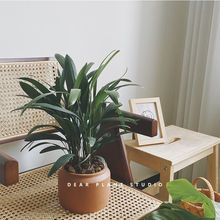 绿植室内盆栽棕竹客厅北欧ins风桌面懒人植物净化空气办公室耐阴