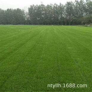 Lawn Seeds, Greening Grass Seeds, Four-Season Evergreen Courtyard Slope Protection, Soil-Fixing Grass Seeds, Turf Grass Seeds, Bentgrass