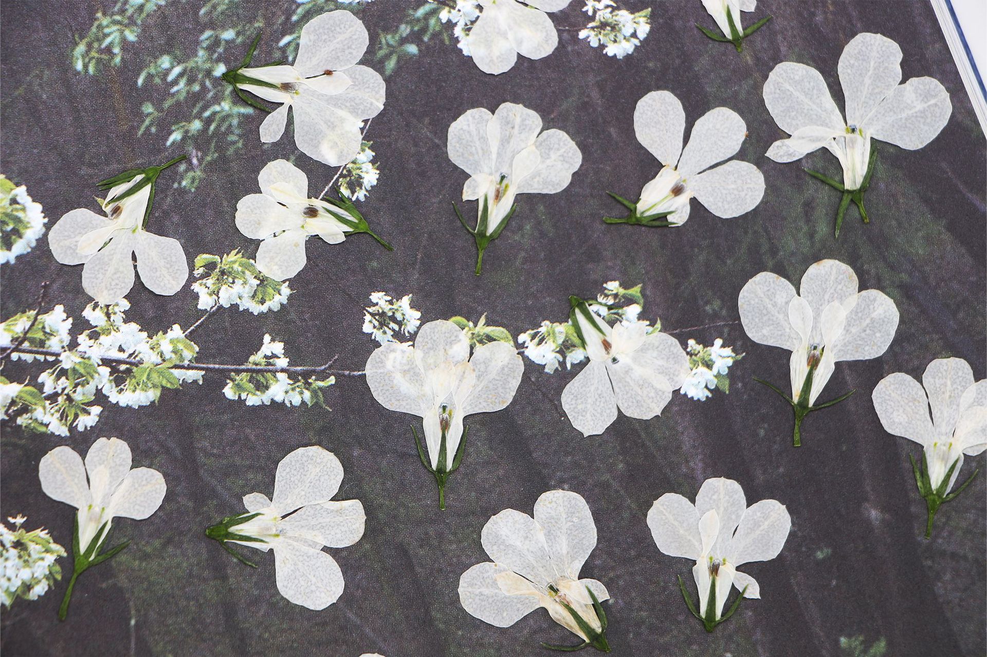 h2uTiviiztSHn2aJjQ1YWs2L5qfucIOu/Zgd