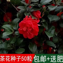 出售茶花種子別名山茶花適應性強花香四季可播耐寒耐冬