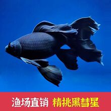 黑草金蝴蝶长尾镇宅台湾尾巴冷水观赏鱼长短龙凤鱼大黑金锦鲤批发