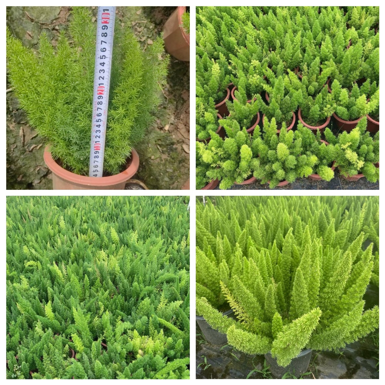 狐尾天门冬1加仑盆栽 花境堆坡造型组合观赏绿植中山园林苗木批发