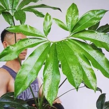 ӡڰëGq҃ȿ͏dBϡд;GֲԻ܃՚