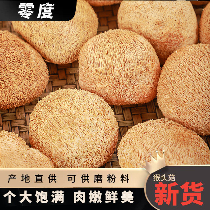 Fujian New products monkey head mushroom dry goods Gutian edible fungi delicious soup Ingredients 500g factory wholesale
