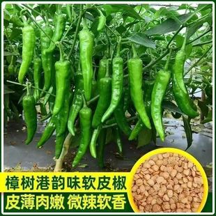 ��Ƥ����۽��N������߮a�����N�Ӄ��|�����N�Ӵ��������������