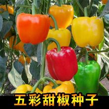 𽷷NӼtSཷ߮aļʴ＾Ϸ߲˷N