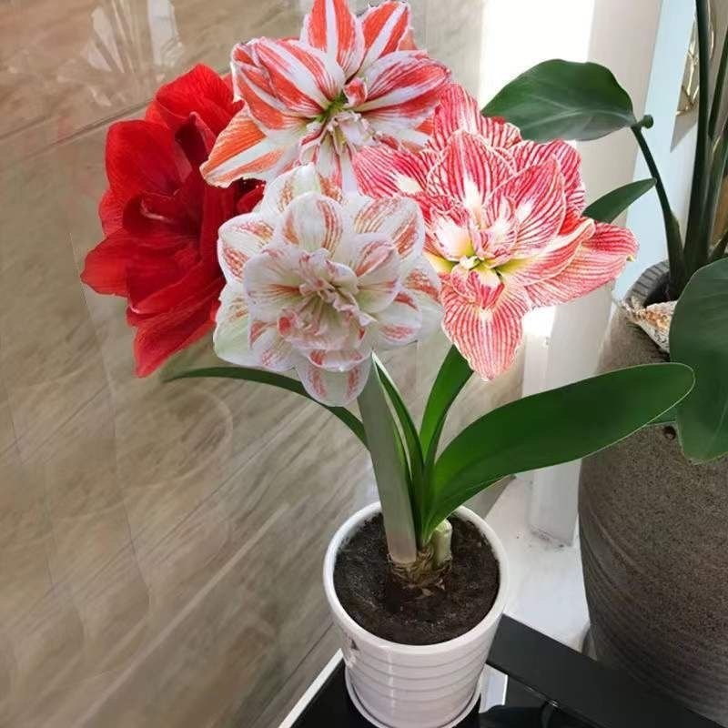 아름다움을 생각하다