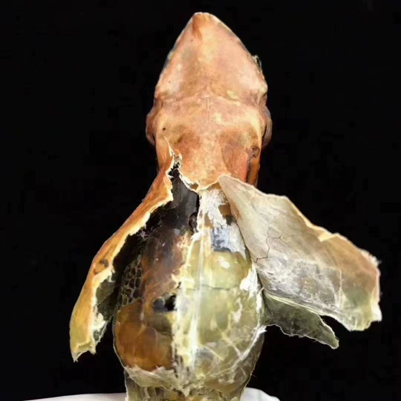 «Норт-Ист Чангбай Маунтин» сильно specialized toad dried forest frog dried forest frog oil snow clam large oil bulk wholesale food health gift box