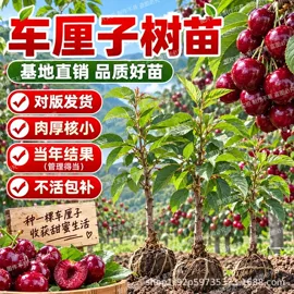 盆栽;乔木;园林果树