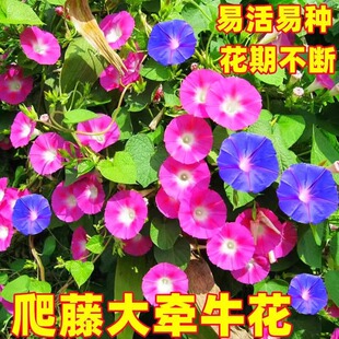 Morning glory seeds outdoor climbing trumpet flower four seasons easy to sow flower seeds balcony potted courtyard flowering
