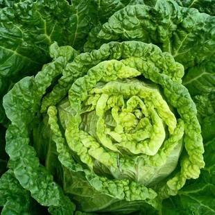 Autumn Sowing Chinese Cabbage Seeds Are Easy to Grow in Autum and Winter. Yellow Cabbage Seeds Are High-Yielding Vegetables with Good Disease Resistance and Good Taste. They Are Cold-Resistant