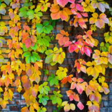 爬山虎苗大苗爬藤植物爬墙虎长藤庭院阳台盆栽四季秋红色五叶耐寒