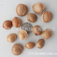 ľNëҷNɽҷNɽҷNɽӷNɽҷNҘN