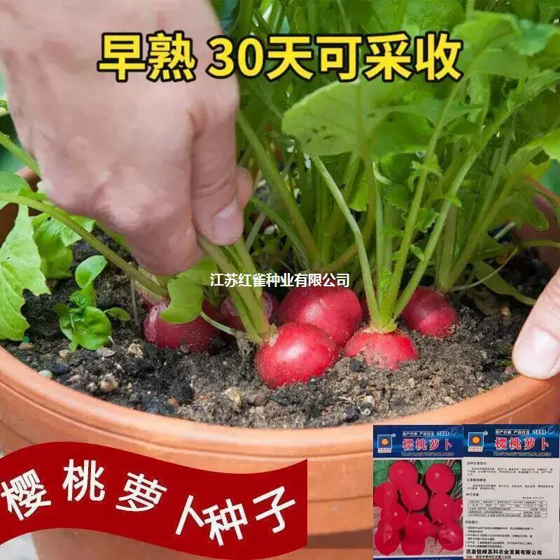Семена вишни редиса Семена красных фруктов редис крытый балкон в горшке четыре сезона Легко выращивать Семена овощей