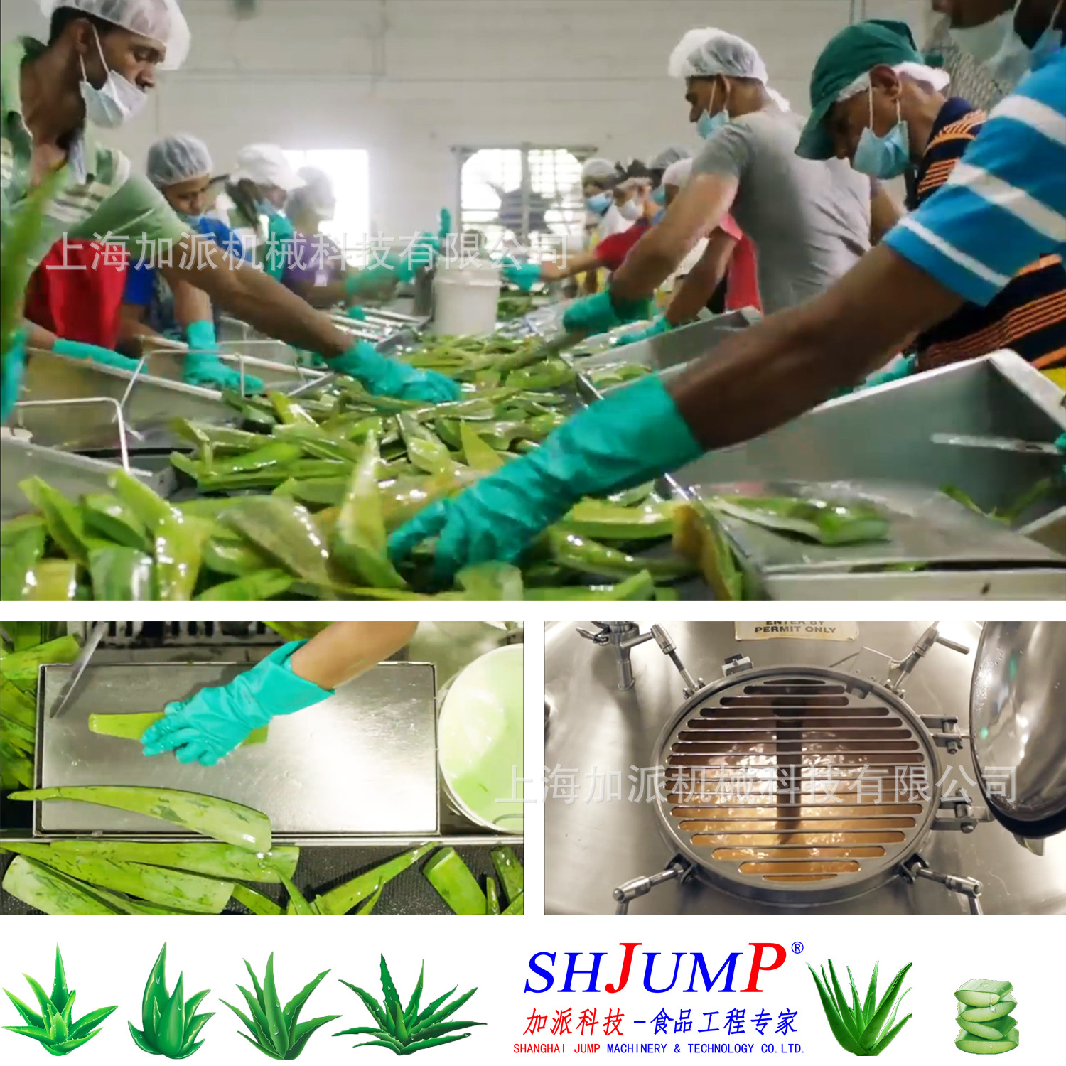 蘆薈加工生產線3