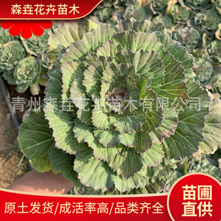 Kale Cold-Resistant Seedlings Courtyard Landscaping Project Flower Base Supply Anti-Freeze Grass Flower Kale