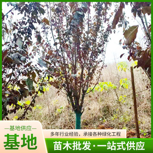 ���~������Ϸ������Nֲ�t�~������С��@���е���G����ľ���l