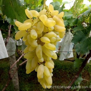 Ʒ�N�����R�����ӟo���������Ѱ�ţ���������Ϸ������Nֲ����Y��