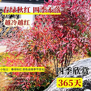 ��������������ͥԺ�҃���͏d�̨�Gֲ�쾰ֲ����ͻ����Ϙ�����