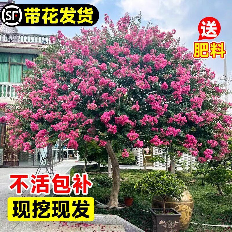 ��ޱ���������԰��ռt����ͥԺ�Ϙ��e������G��ֲ��ͥԺ�����ļ�