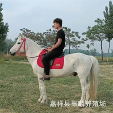 山庄用的马匹价格 活的马匹回收骑乘马 改良马 景区马矮马