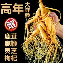 长白山人参整支东北特产高品质大参送礼鲜参吉林人参煲汤泡酒