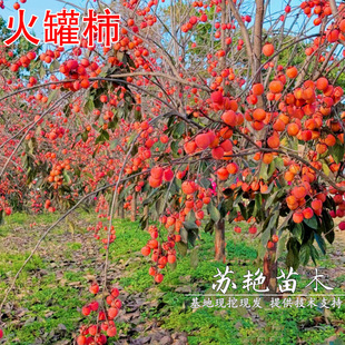 �޽�����R��������Ә����ܛ����������ϱ����Nֲ����Y��