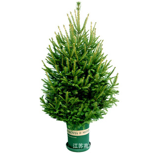 Drop Shipping Real Christmas Tree Norwegian Spruce Real Christmas Tree Christmas Tree Live Tree Shipped with Soil Pine Tree