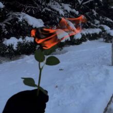 批发魔术道具变玫瑰花冬天的朵浴火雪玫瑰燃烧摆件浪漫至死不渝新