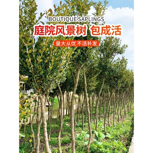 һ�����l�S����窚�ߗU������С�~��������ͥԺ�������辰�䘶��