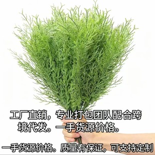 �羳���R�d�����ɘ�֦�پGɫֲ�����~��Ƭdiy�Gֲ���Ϸ��滨