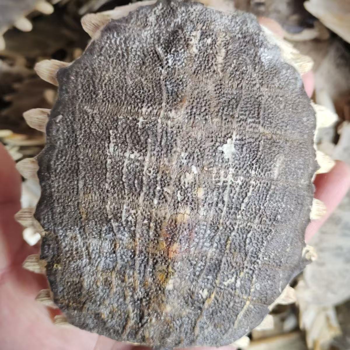 Bie Jia (Trionyx sinensis) Dried Turtle Shell Pieces — Traditional Chinese Herb, 500g specifications
