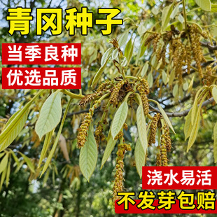 新采青冈栎种子 青冈树种子 紫心木种子 气象树种子 槲栎种子-阿里巴巴