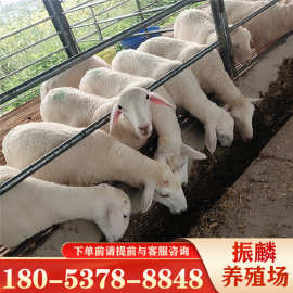 出售小尾寒羊 山西小尾寒羊羊羔价格 哪里肉羊格便宜 波尔山羊