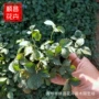 北方植物护坡工程蛇莓