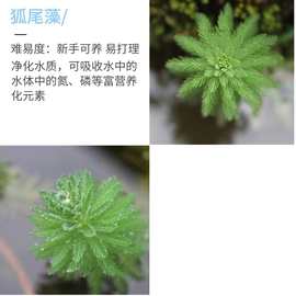 乌龟水草增氧水草中华草龟乌龟缸学生宿舍净化水质植物鱼缸全套