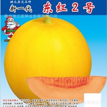 五洲牌东红2号翠蜜甜瓜蜜瓜白砂糖瓜高产四季水果盆栽蔬菜种子批