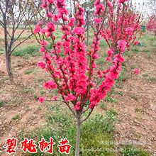 紫叶碧桃树苗红叶碧桃紫叶桃红花碧桃绿化树苗庭院别墅好种易活