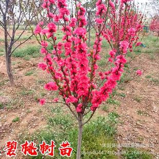 ���~���Ҙ���t�~�������~�Ҽt�����ҾG������ͥԺ�e���÷N�׻�